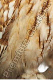 Tawny owl - Strix aluco 0042